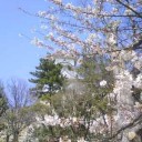 明石の桜