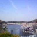 明石の桜