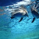 aquarium