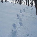ヒグマ、目覚めの季節