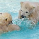 ヒグマ、目覚めの季節