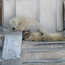 ヒグマ、目覚めの季節