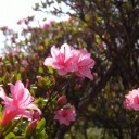 もう 4 月も後半か……