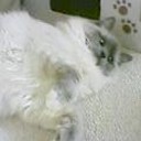 花畑牧場カフェの生キャラメルアイスは・・・