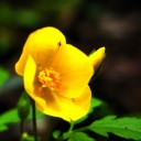 石灰岩台地の晩春の花