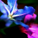 石灰岩台地の晩春の花