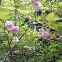 牡丹と桜