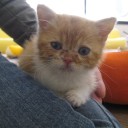 仙台　猫カフェ　あいきゃっと