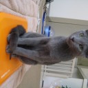 仙台　猫カフェ　あいきゃっと