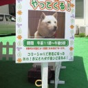 お父さん犬がやって来た♪