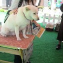 お父さん犬がやって来た♪