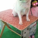 お父さん犬がやって来た♪