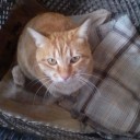 猫とアイス。