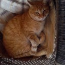 猫とアイス。