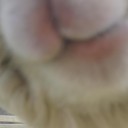 アルパカ