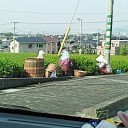茶摘み
