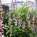 うーむ。今年は植木仕事に着手できず・・
