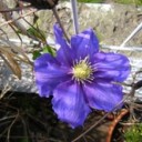 うーむ。今年は植木仕事に着手できず・・