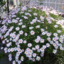 うーむ。今年は植木仕事に着手できず・・