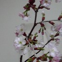 サクラサク