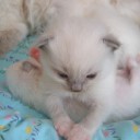 雑記　部屋飼いのペット