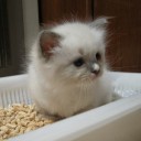 雑記　部屋飼いのペット