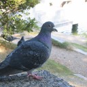 大濠公園