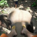 Elephant Riding