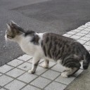 川べりの道をあるく