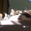 にゃんこ