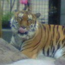 いしかわZOO