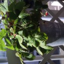 wild strawberry