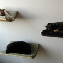ねこ鍋といい……