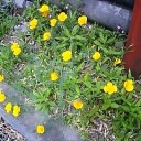 洒落にならない物語　“オカアサンの涙”　の巻