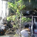 駄目人間ブルース　“落ち込むと言うよりも絶望”　の巻