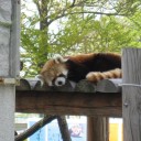 The Maruyama Zoo