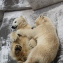 The Maruyama Zoo