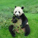 動物たち