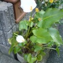 マスク・・・などというもの