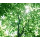 贅沢品だと思う・・・