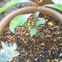 やったー。香菜　発芽！