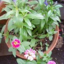 やったー。香菜　発芽！