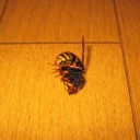 橋の欄干の上で胡坐をかいてため息　“Yes,I can’t!!!!!!!!”　の巻