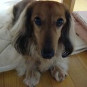 ベジタぶる