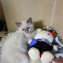 雑記　とりあえずキティちゃん