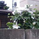 白いクレマチス