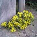白いクレマチス