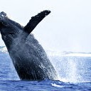 クジラを初めて見た・・・