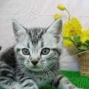 先猫ちゃんの命日