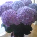 花を買う。